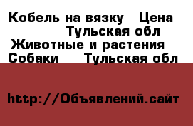 Кобель на вязку › Цена ­ 1 500 - Тульская обл. Животные и растения » Собаки   . Тульская обл.